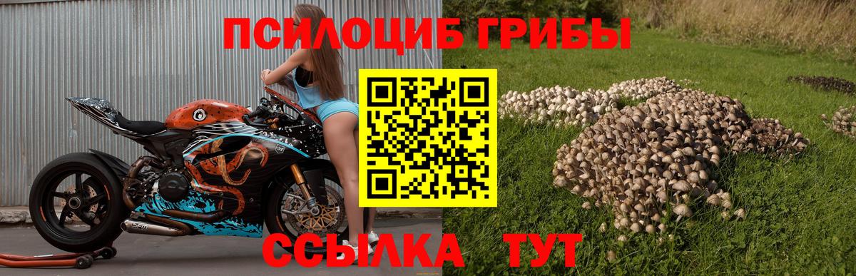 Псилоцибиновые грибы мицелий  Александров  купить наркотик  Галлюциногенные грибы Psilocybine cubensis 